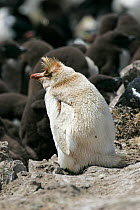 Rockhopper penguin (Eudyptes chrysocome) rare albino, Falkland Islands