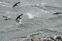 Rockhopper penguins (Eudyptes chrysocome) porpoising towards the shore, Falkland Islands