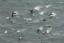 Rockhopper penguins (Eudyptes chrysocome) porpoising towards the shore, Falkland Islands