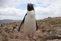 Rockhopper penguin (Eudyptes chrysocome) walking towards their breeding colony, Falkland Islands