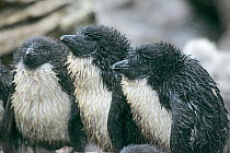 Rockhopper penguin (Eudyptes chrysocome) three very wet chicks in the rain, Falkland Islands