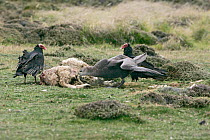 Southern giant petrel Macronectes giganteus) at sheep carcass with Turkey vultures (Cathartes aura) Falkland Islands