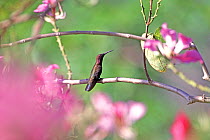 Jamaican mango (Anthracothorax mango) perched in orchid tree, Jamaica