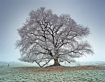 Oak (Quercus) covered with frost. Picardy, France.