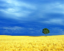 Lone tree in a barley field. Picardy, France.