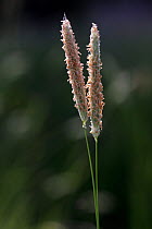 Meadow Foxtail / Foxtail Grass (Alopecurus pratensis) flowering, a perennial grass. Picardie, France, May.