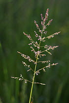 Smooth Meadow Grass / Kentucky Bluegrass / Common Meadow Grass (Poa pratensis) flowering, Picardie, France, May.