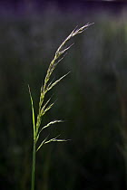 False Oat Grass / Tall Oat Grass / Onion Couch / Tuber Oat Grass (Arrhenatherum elatius) flower, Picardie, France, May.