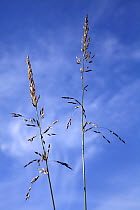 False Oat Grass / Tall Oat Grass / Onion Couch / Tuber Oat Grass (Arrhenatherum elatius) flowers against a blue sky. Picardie, France, May.