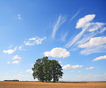 Small copse of trees under a summer sky. Champagne, France, July.
