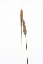Timothy Grass (Phleum pratense) flowering stems against a white background. From Picardie, France, April.