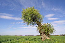 Wind-blown Willow (Salix). Le Chemin des dames, France, April.