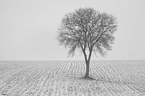 Walnut (Juglans) tree in snow and mist. Picardie, France, November.