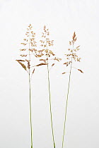Smooth Meadow Grass / Kentucky Blugrass / Common Meadow Grass (Poa pratensis) against a white background. From Picardie, France, June.