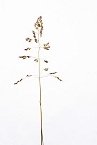Annual Bluegrass (Poa annua) against a white background. From Picardie, France, May.