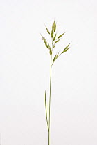 Upright Brome (Bromus erectus) against a white background. From Picardie, France, May.