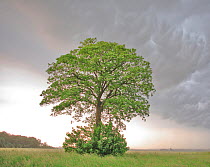 Lone Maple (Acer) in a field against cumulo-nimbus and mammatus clouds. Picardy, France, May.