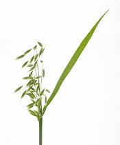 Oats (Avena sativa) against a white background. From Picardie, France, July.