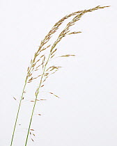 High Oats (Avena elatior) against a white background. From Picardie, France, June.