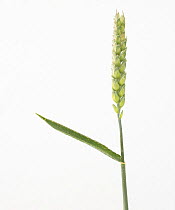 Unripe Wheat (Triticum sativum) against a white background. From Picardie, France, May.
