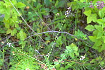 Verbena (Verbena officinalis). Picardy, France, July.