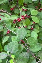 Common Dogwood (Cornus sanguinea) with berries. Picardy, France, July.