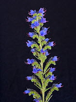 Viper's Bugloss (Echium vulgare) in flower. Picardy, France, July.