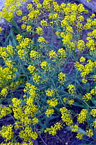 Dyers woad (Isatis tinctoria). Picardy, France, May.