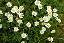 Daisy (Bellis perennis) in flower. Picardy, France, May.