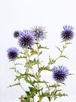 Globe Thistle (Echinops ritro) in flower. Provence, France, August.