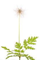 Pasque Flower / Dane's Flower / Dane's Blood (Anemone / Pulsatilla vulgaris). Queyras, France, August.