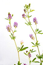 Crown Vetch / Purple Crown Vetch (Coronilla varia / Securigera varia). Queyras, south east of France, August.