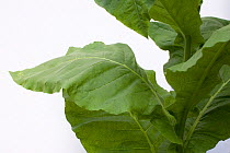 Tobacco (Nicotania tabacum) leaves. Picardy, France, July.