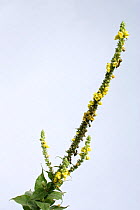 Great / Common Mullein / Aaron's Rod (Verbascum thapsus). Picardy, France, July.