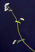 Buckwheat (Polygonum fagopyrum / Fagopyrum esculentum). Picardy, France, July.
