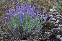 Common Lavender (Lavandula angustifolia). Queyras, France, August.
