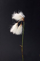 Broad-leaved Cottongrass / Cottonsedge (Eriophorum latifolium). French Alps, July.