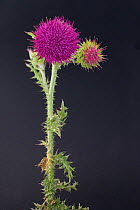 Musk Thistle / Nodding Thistle (Carduus nutans). French Alps, July.