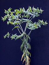 Caper Spurge / Paper Spurge / Gopher Plant (Euphorbia lathyris). French Alps, July.