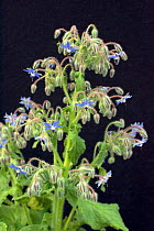 Borage / Starwort / Starflower (Borago officinalis). Picardy, France, July.