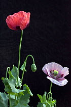 Opium Poppy (Papaver somniferum). Picardy, France, July.