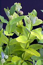 Asclepiade / Milkweed (Asclepias cornuti). Picardy, France, July.