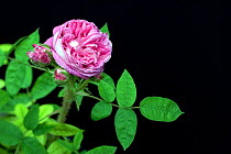 Provence Rose / Cabbage Rose / Rose de Mai (Rosa centifolia). Provence, France, June.