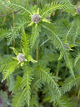 Yarrow / Gordaldo / Nosebleed Plant / Old Man's Pepper / Devil's Nettle / Milfoil / Soldier's Woundwort (Achillea millefolium). French Alps, July.