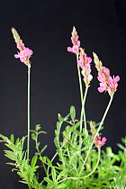 Sainfoin (Hedysarum / Onobrychis hedysaroides). French Alps, June.