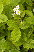 Wild Strawberry (Fragaria vesca) in flower. Picardy, France, July.