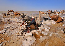 Men harvesting salt from Karoum salt lake, caravan of Dromedary camels wait to be loaded up with salt blocks, Danakil depression, northern Ethiopia, February 2009