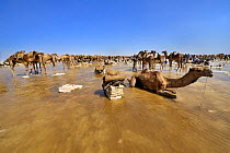 Harvesting salt from Karoum salt lake, caravan of Dromedary camels wait to be loaded with salt blocks, Danakil depression, northern Ethiopia, February 2009