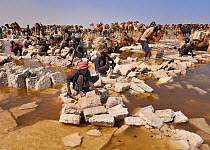 Men harvesting salt from Karoum salt lake, caravan of Dromedary camels wait to be loaded with salt blocks, Danakil depression, northern Ethiopia, February 2009