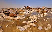 Harvesting salt from Karoum salt lake, caravan of Dromedary camels wait to be loaded with salt blocks, Danakil depression, northern Ethiopia, February 2009